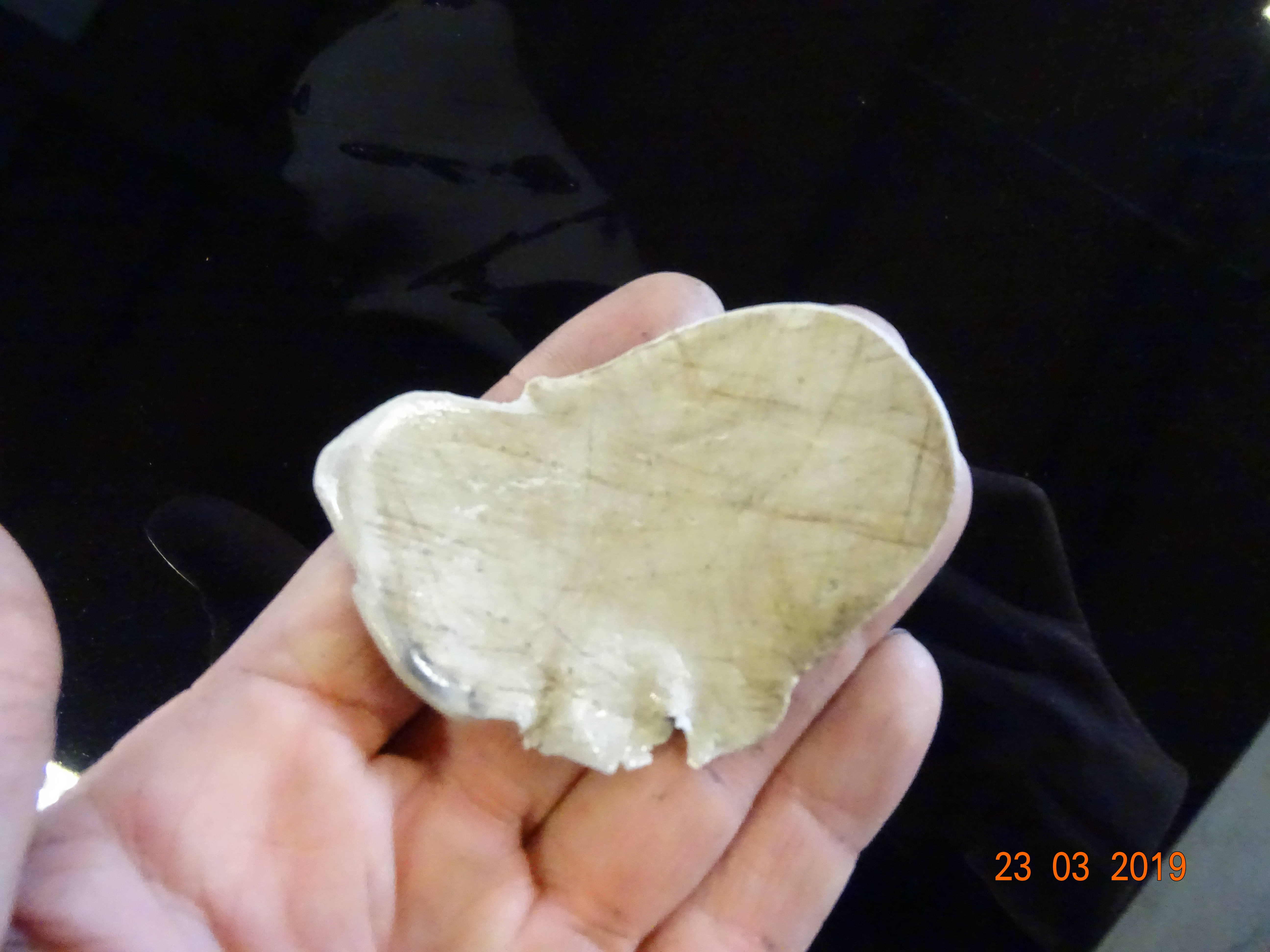 DSC00203 DSC00203